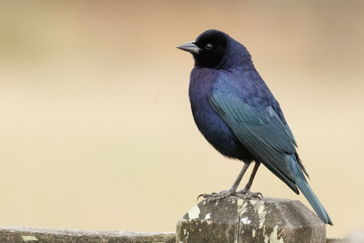 Shiny Cowbird - ML640323448