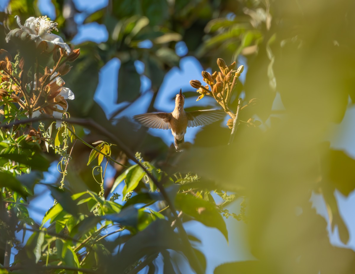 White-tailed Goldenthroat - ML640323539