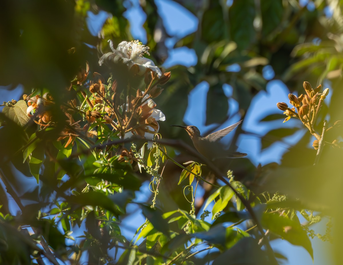 White-tailed Goldenthroat - ML640323540