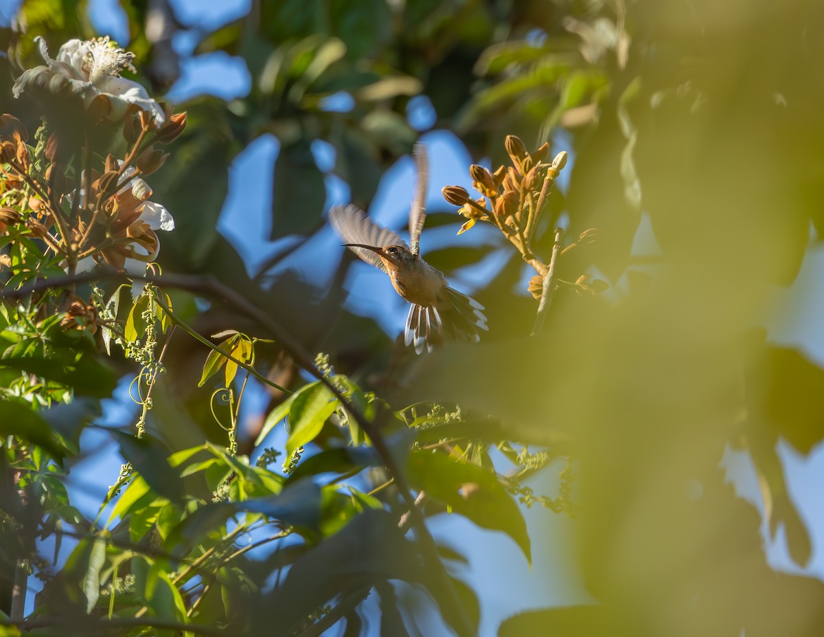 White-tailed Goldenthroat - ML640323541