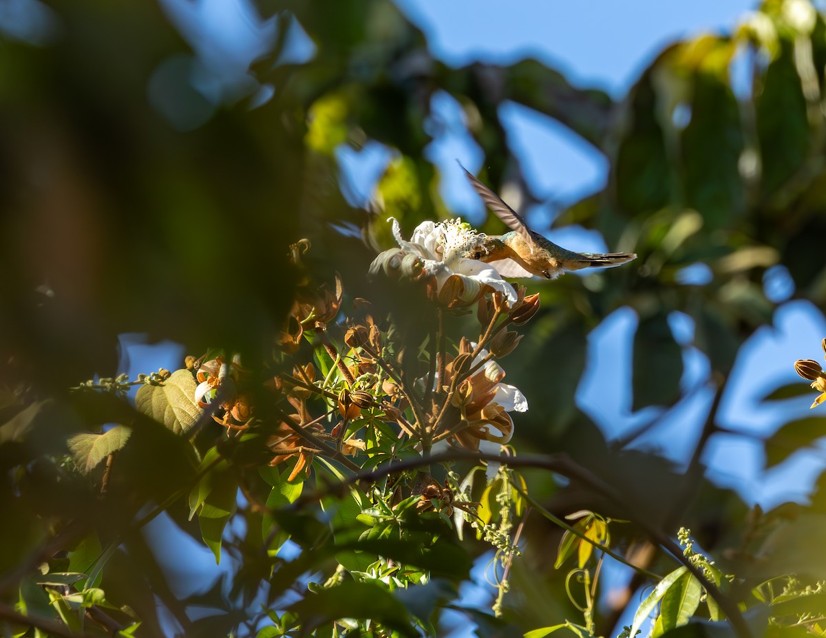 White-tailed Goldenthroat - ML640323542