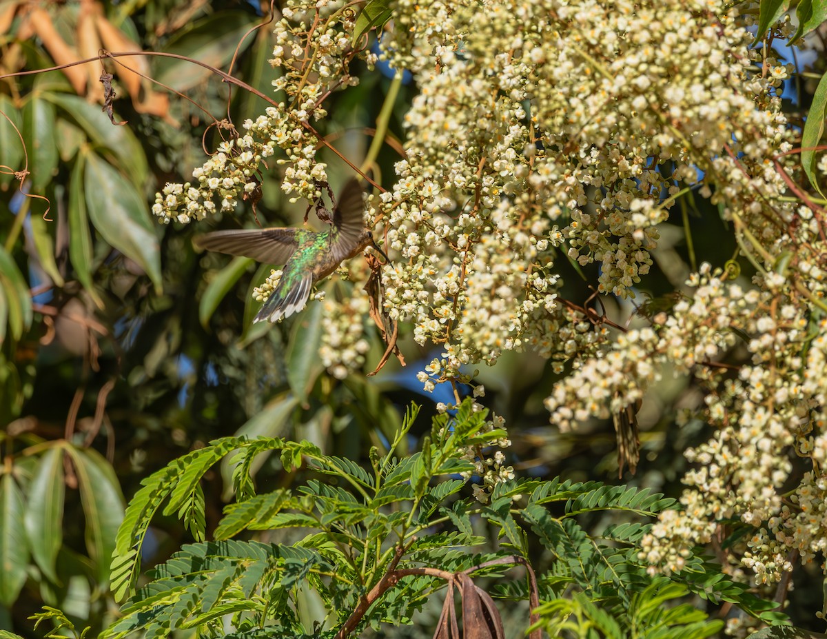 White-tailed Goldenthroat - ML640323543