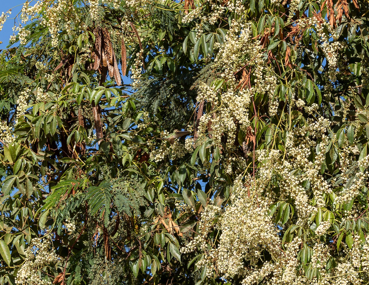 White-tailed Goldenthroat - ML640323544