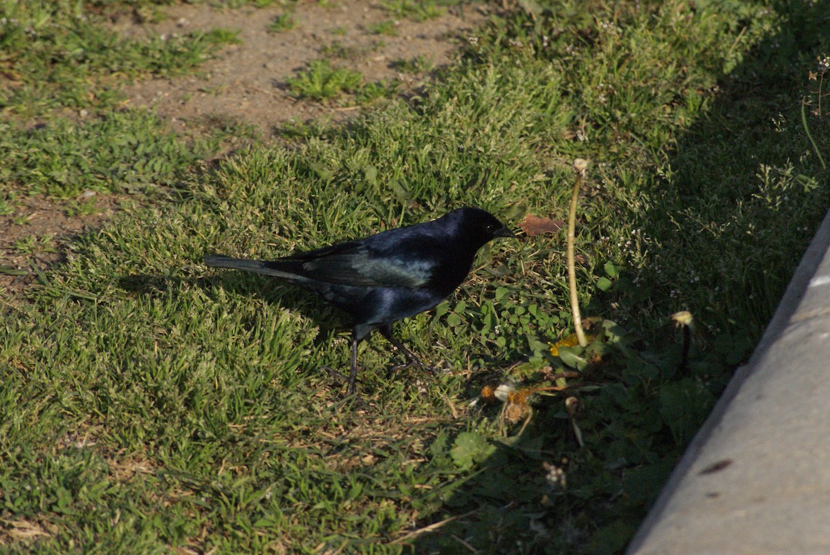 Shiny Cowbird - ML640323560