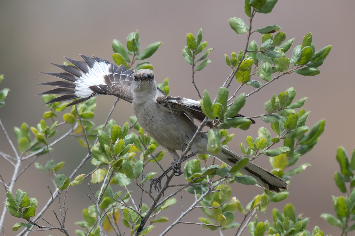 Northern Mockingbird - ML640323610