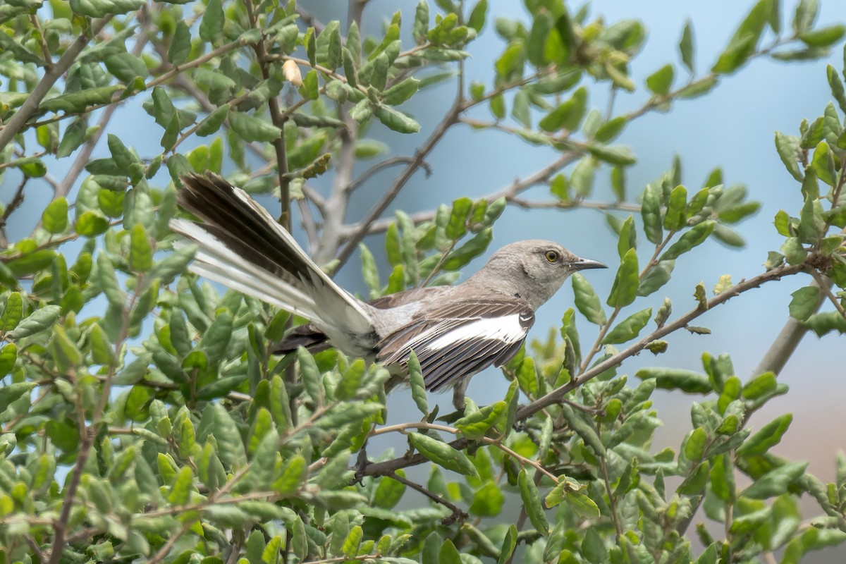 Northern Mockingbird - ML640323611