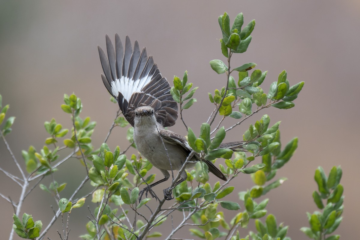 Northern Mockingbird - ML640323612