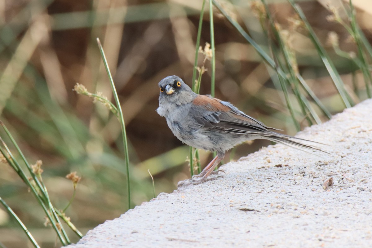 Yellow-eyed Junco - ML640323638