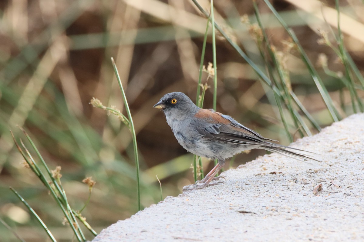 Yellow-eyed Junco - ML640323639