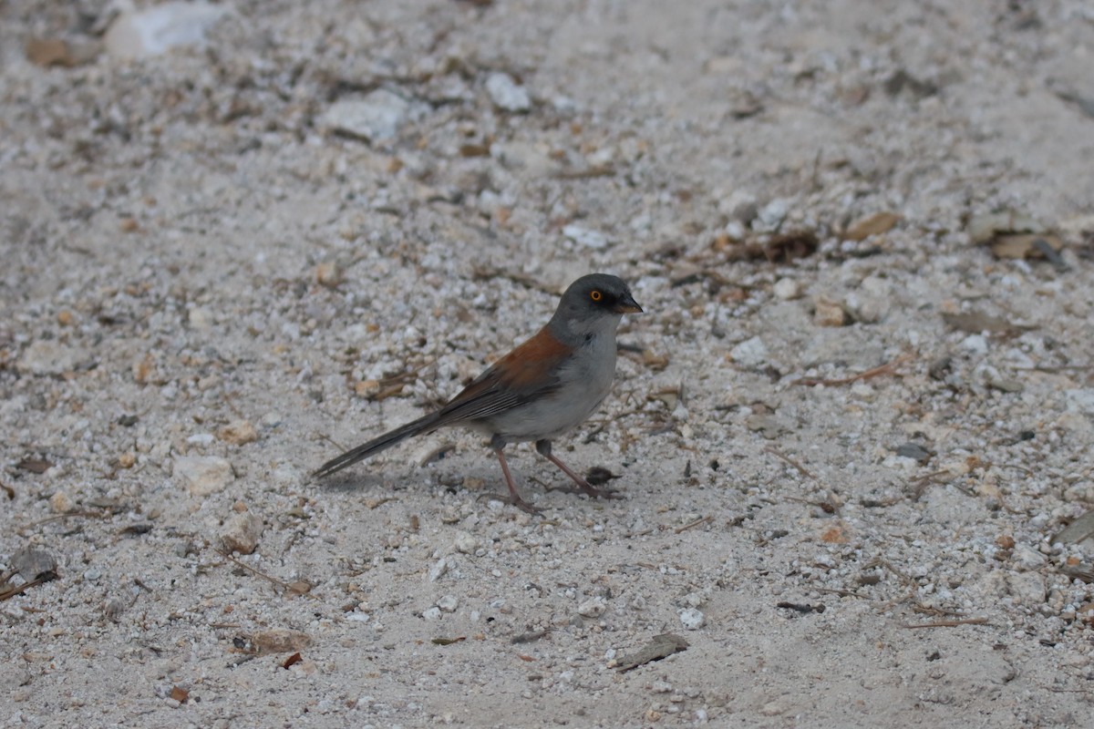 Yellow-eyed Junco - ML640323640
