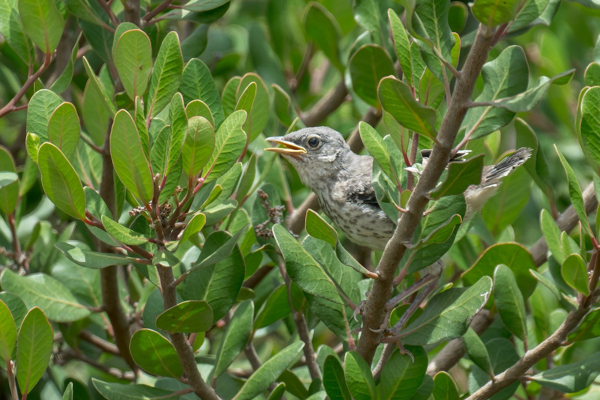 Northern Mockingbird - ML640323691