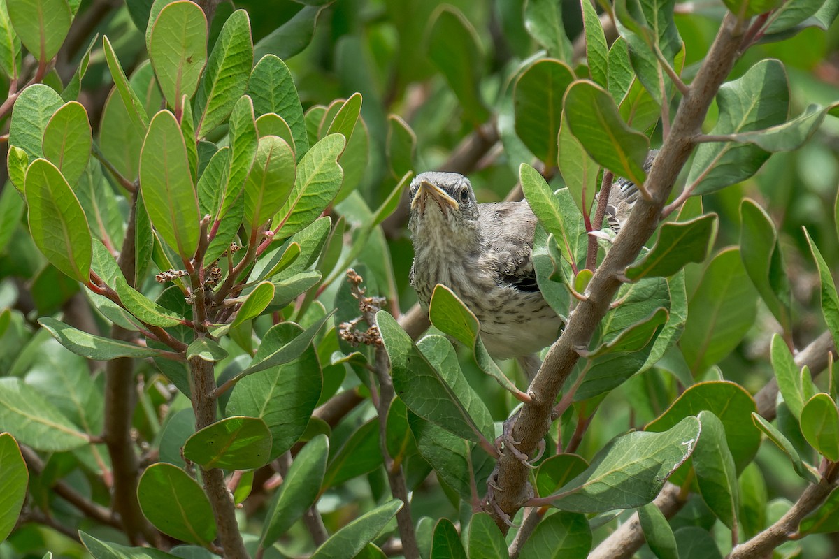 Northern Mockingbird - ML640323707