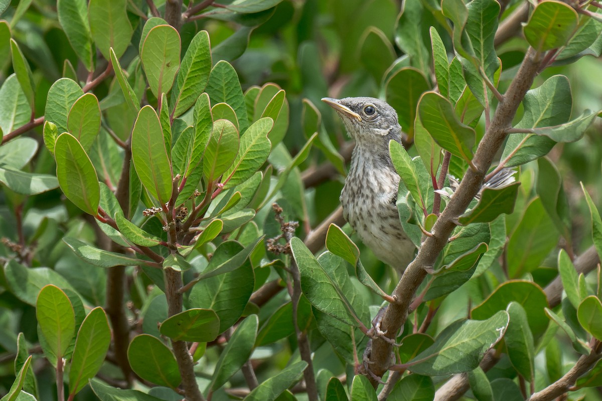 Northern Mockingbird - ML640323712