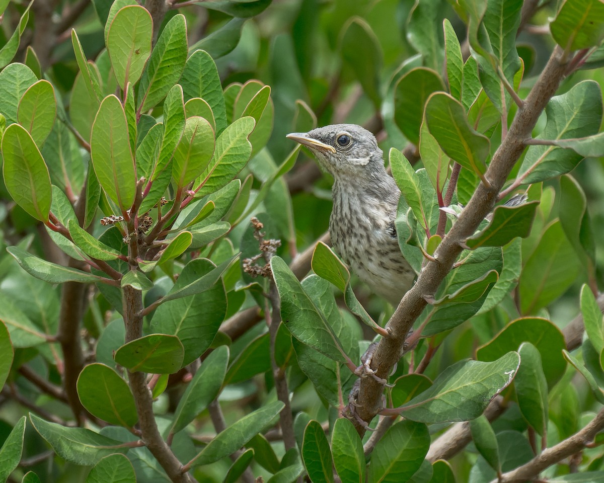 Northern Mockingbird - ML640323736