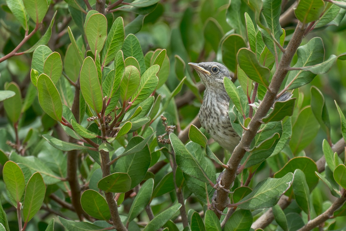 Northern Mockingbird - ML640323737