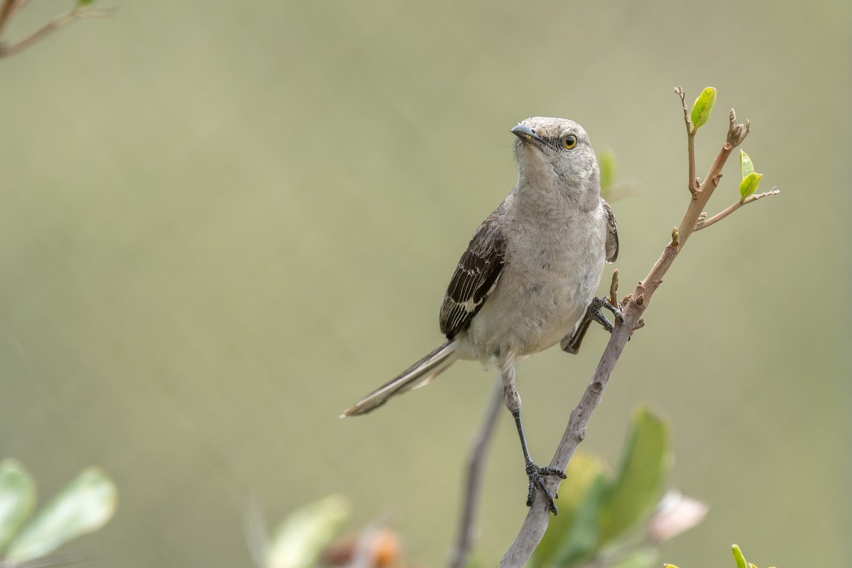 Northern Mockingbird - ML640323747