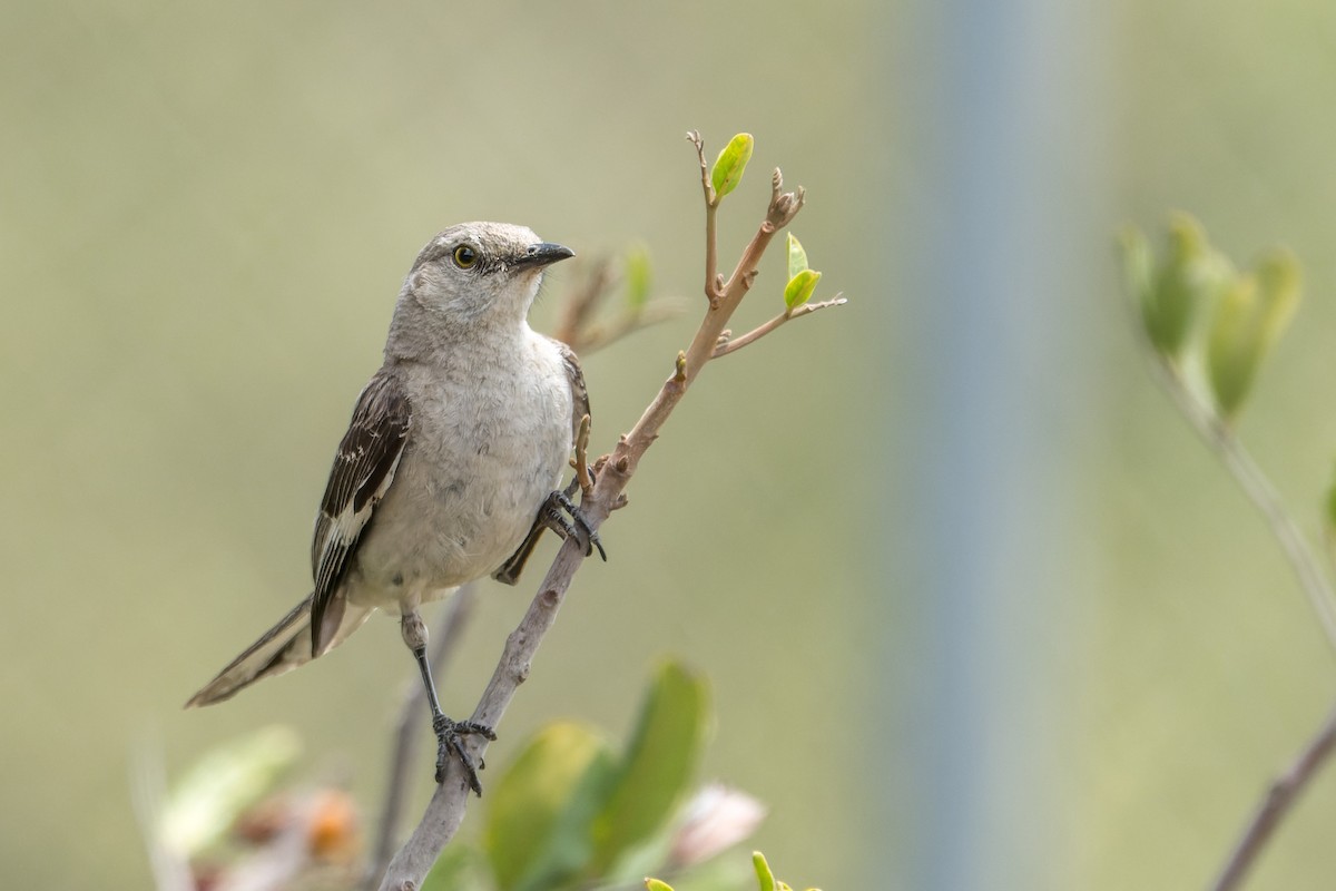 Northern Mockingbird - ML640323748