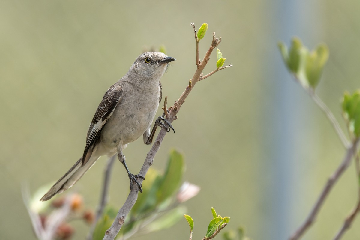Northern Mockingbird - ML640323749