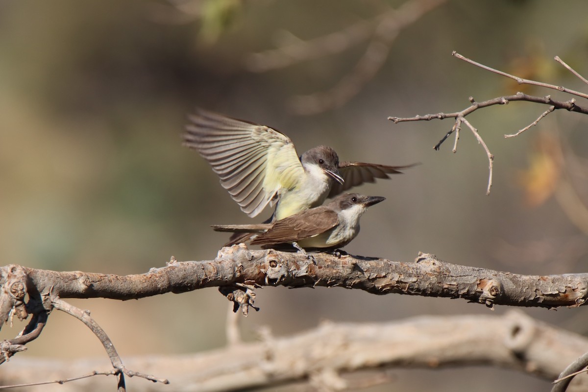 Thick-billed Kingbird - ML640323833