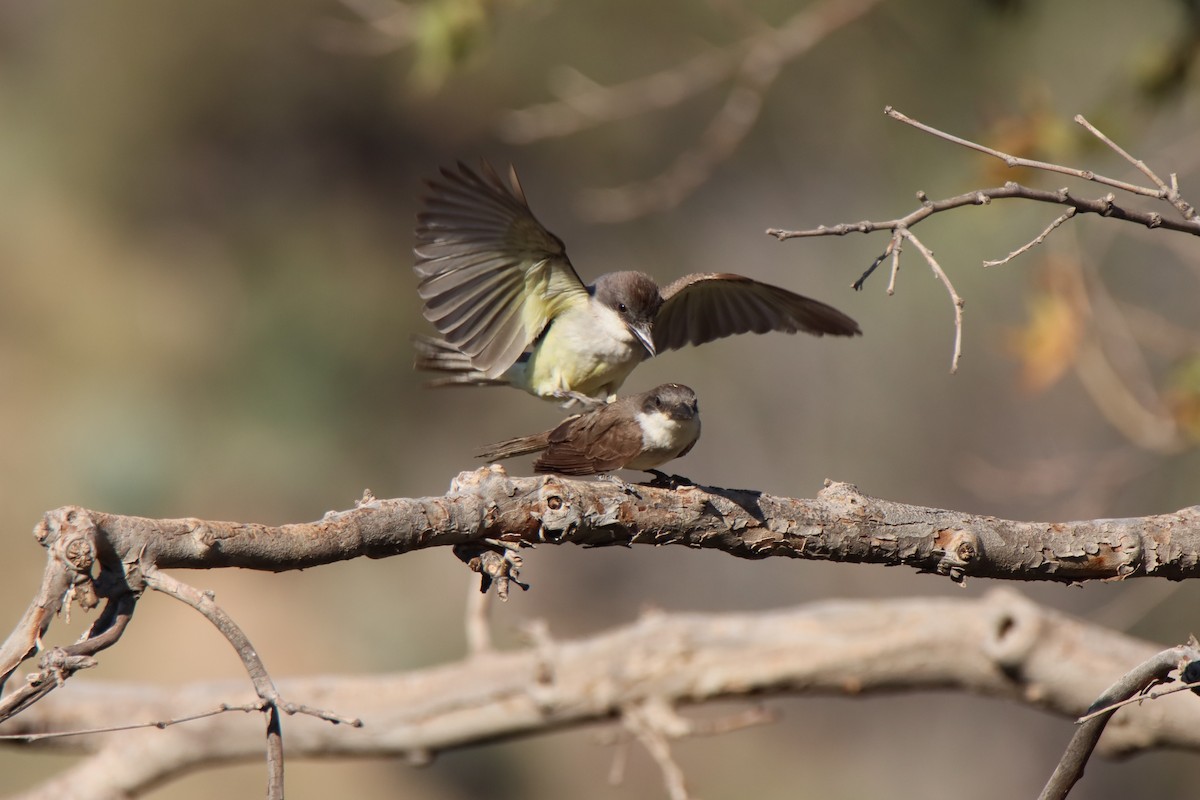 Thick-billed Kingbird - ML640323834