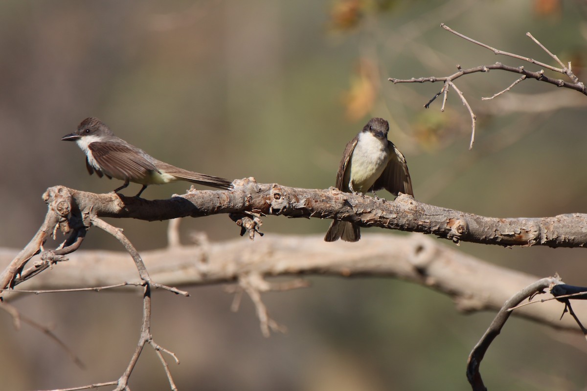 Thick-billed Kingbird - ML640323835