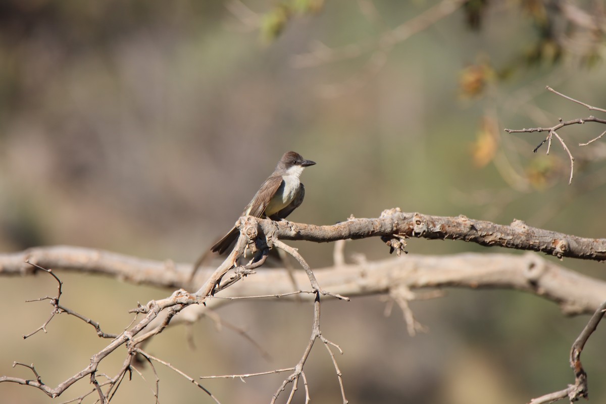 Thick-billed Kingbird - ML640323836