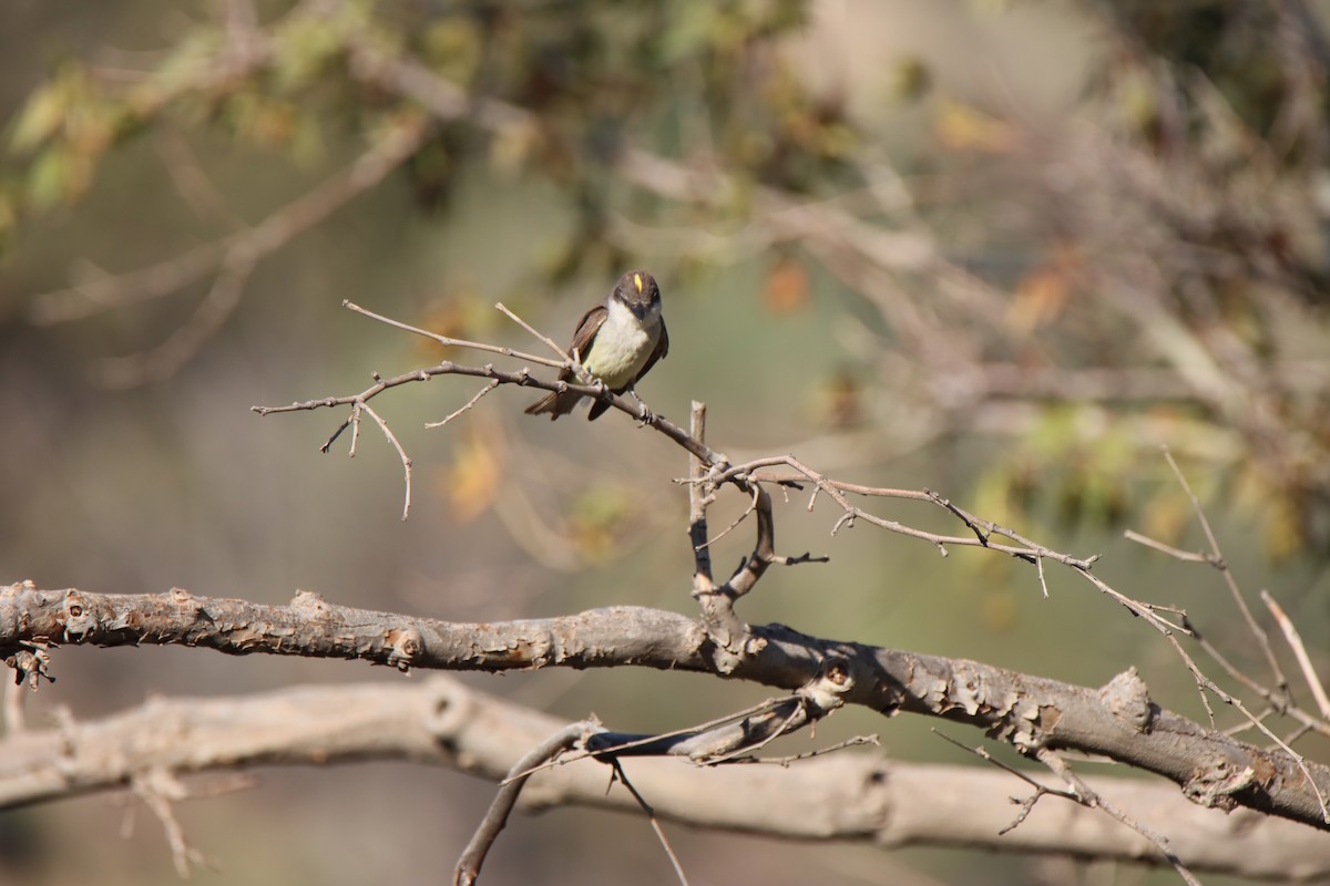 Thick-billed Kingbird - ML640323837