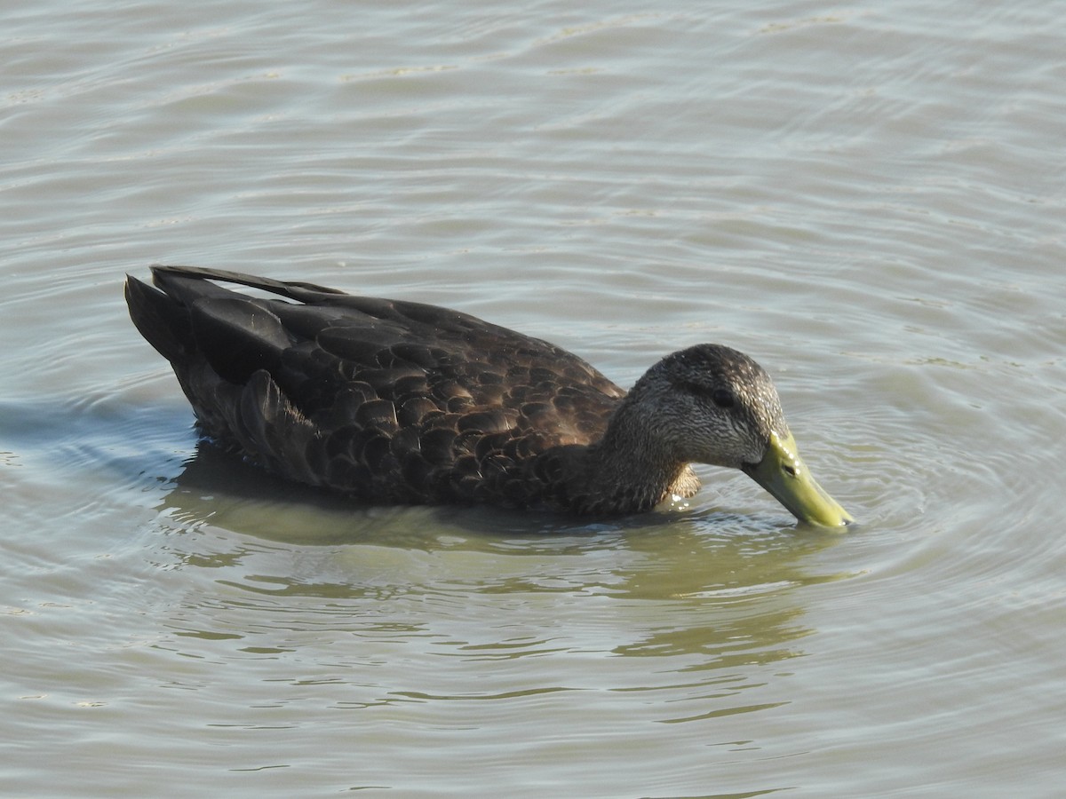 American Black Duck - ML640323855