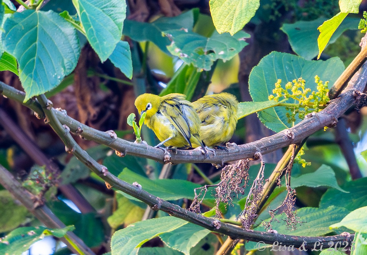 Green White-eye - ML640323918
