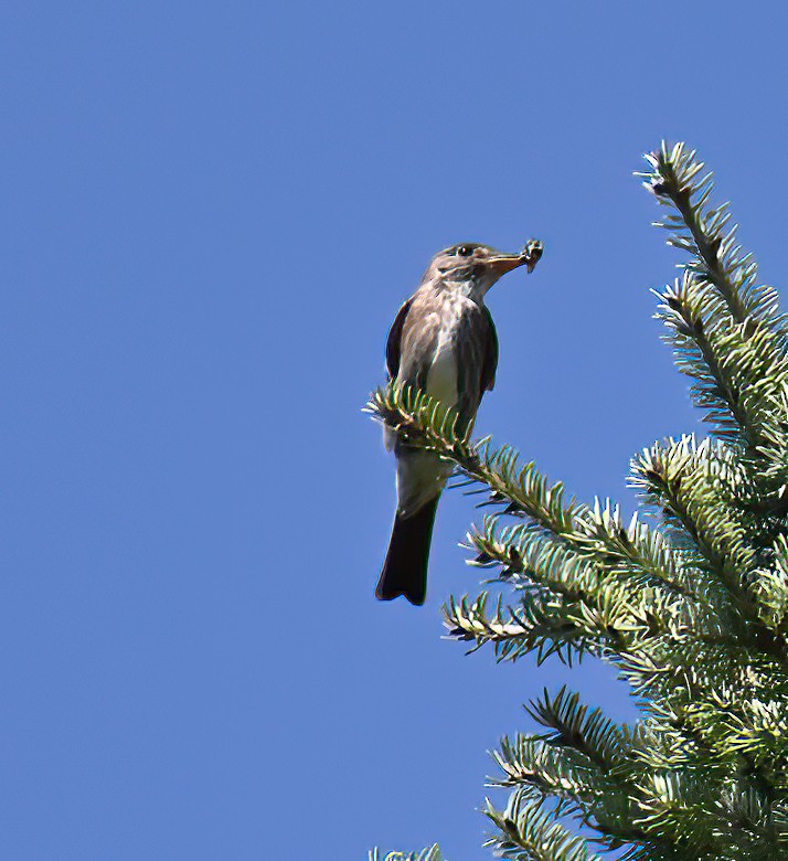 Olive-sided Flycatcher - ML640324001