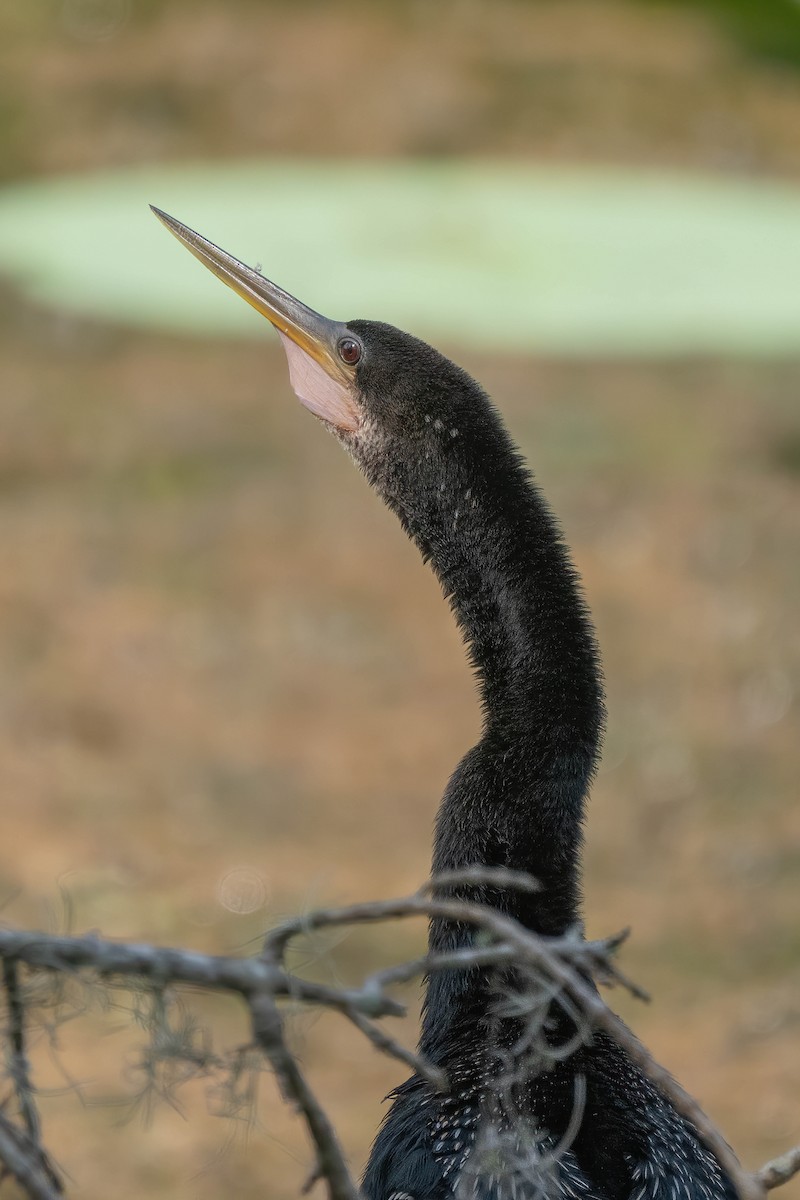 Amerika-Schlangenhalsvogel - ML640324010