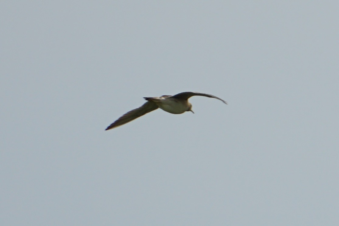 Upland Sandpiper - ML640324027