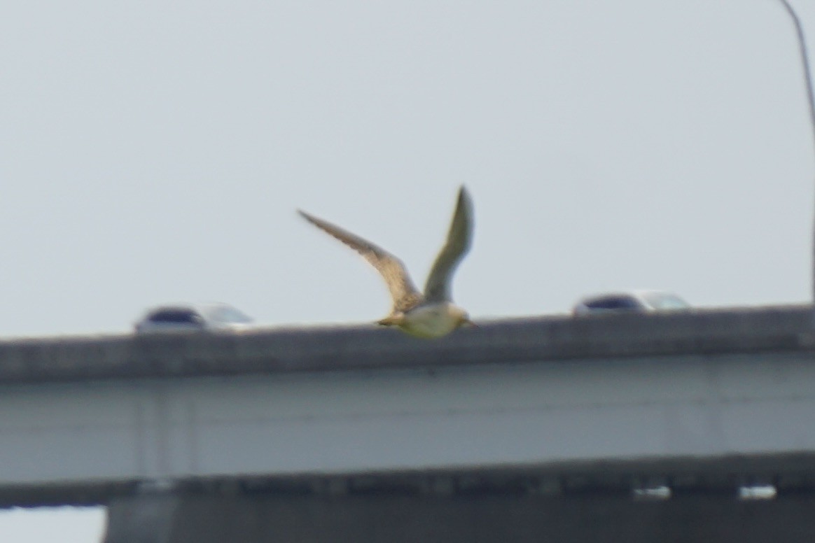 Upland Sandpiper - ML640324029