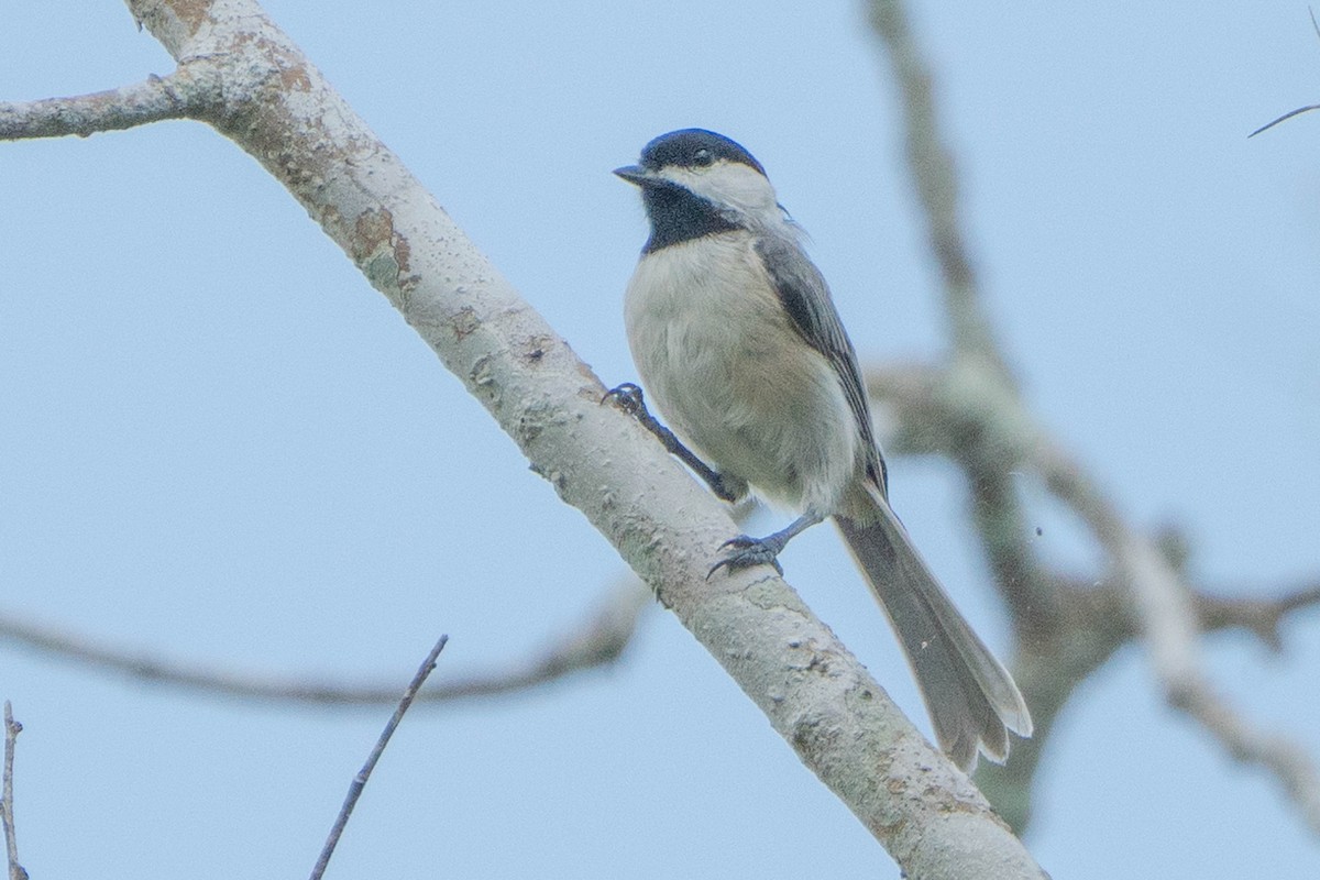 Carolinameise - ML640324031