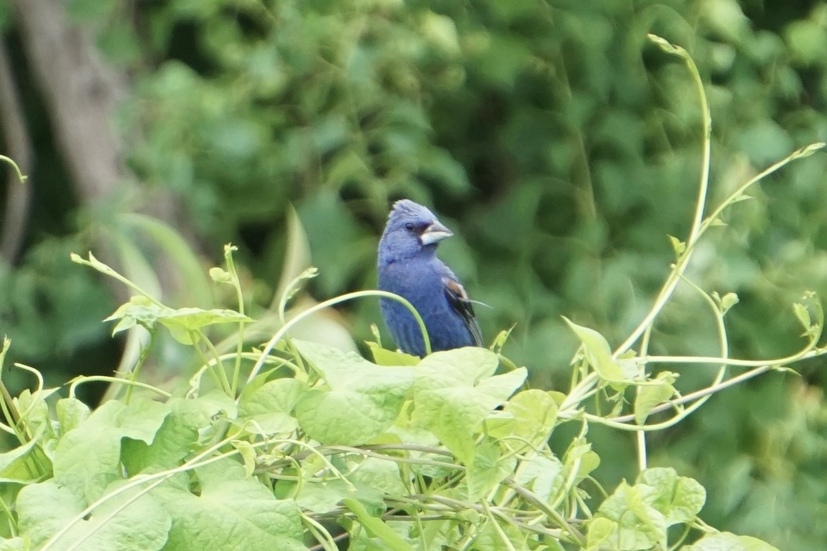Blue Grosbeak - ML640324033