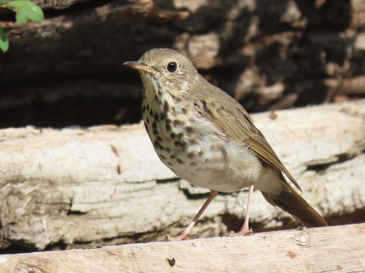 Hermit Thrush - ML640324038