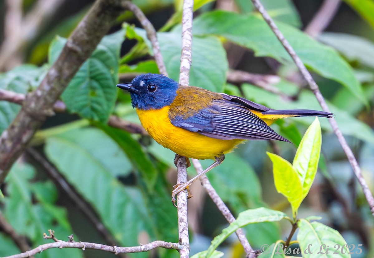 White-starred Robin - ML640324039