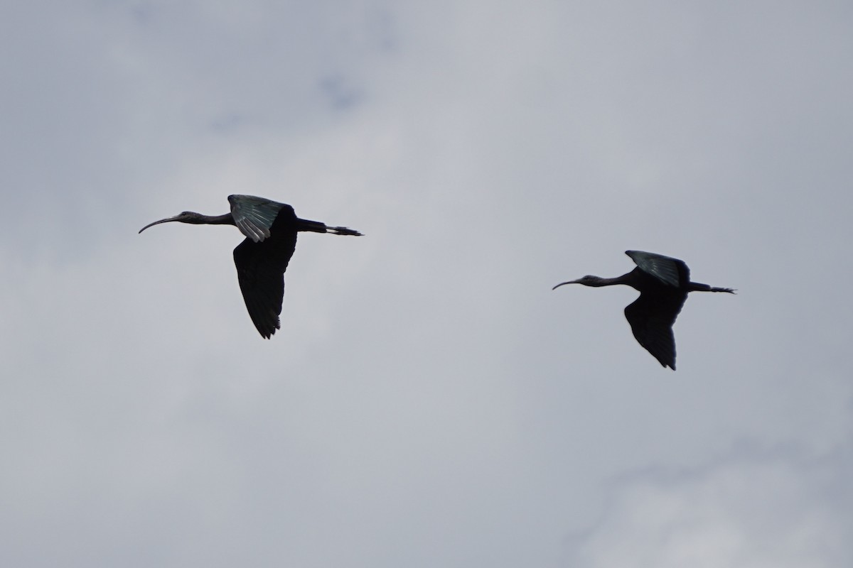 Glossy Ibis - ML640324045