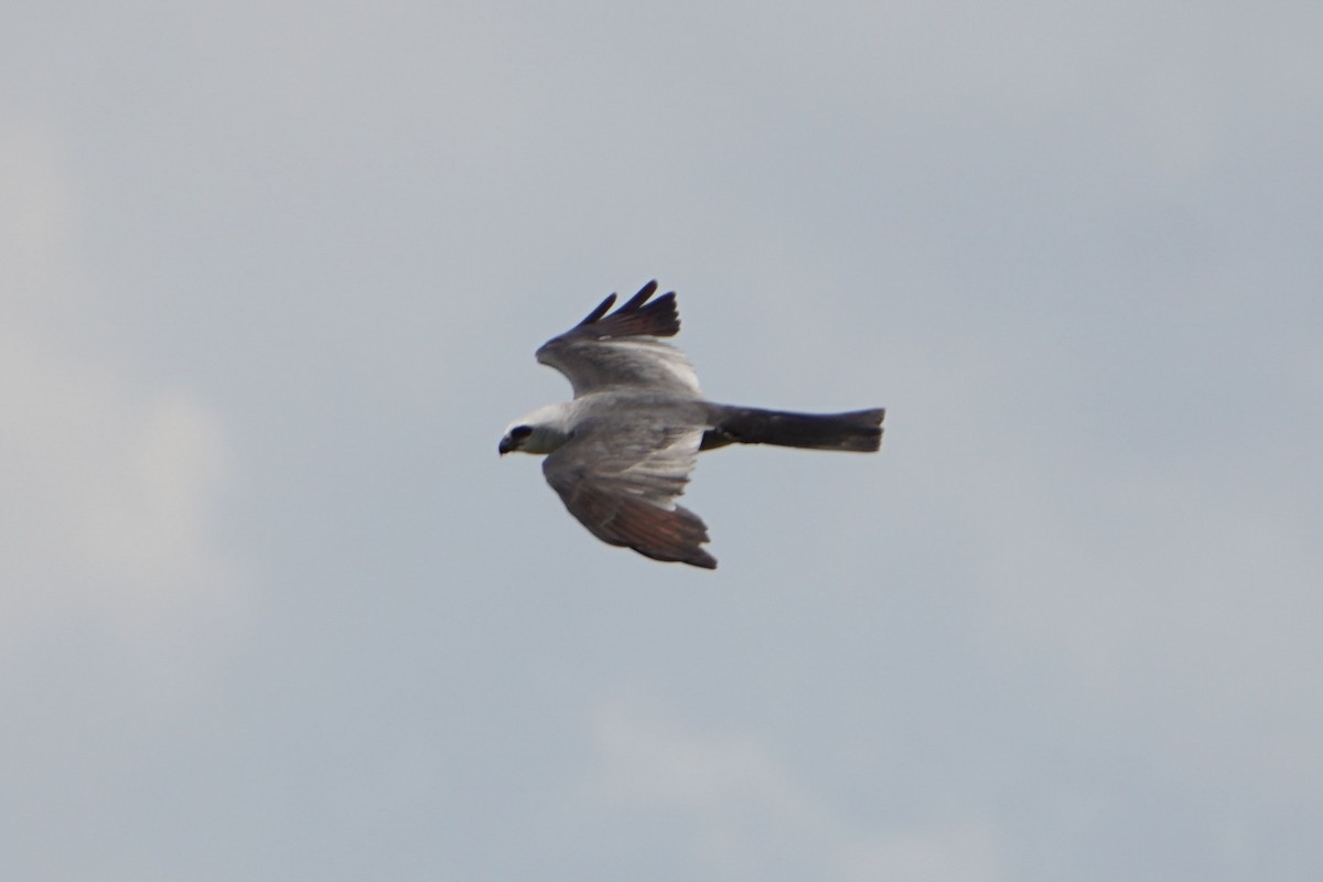 Mississippi Kite - ML640324052
