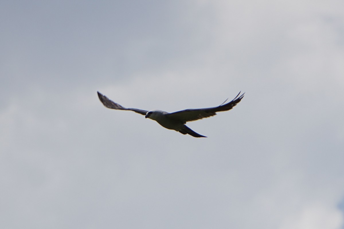 Mississippi Kite - ML640324056