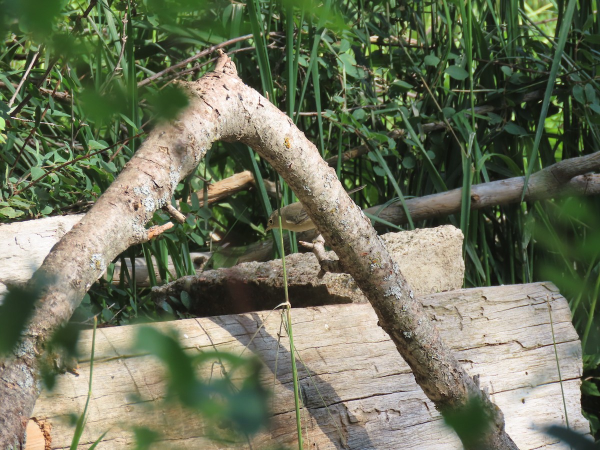 Virginia's Warbler - ML640324060