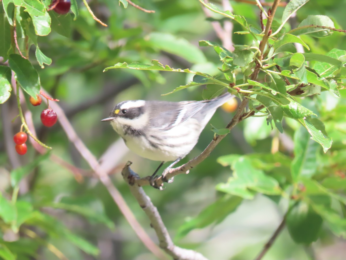 Black-throated Gray Warbler - ML640324075