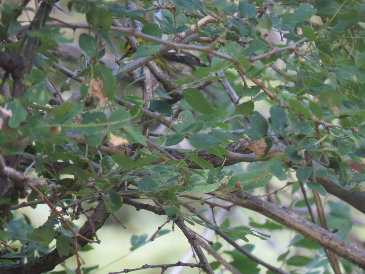 Townsend's Warbler - ML640324081