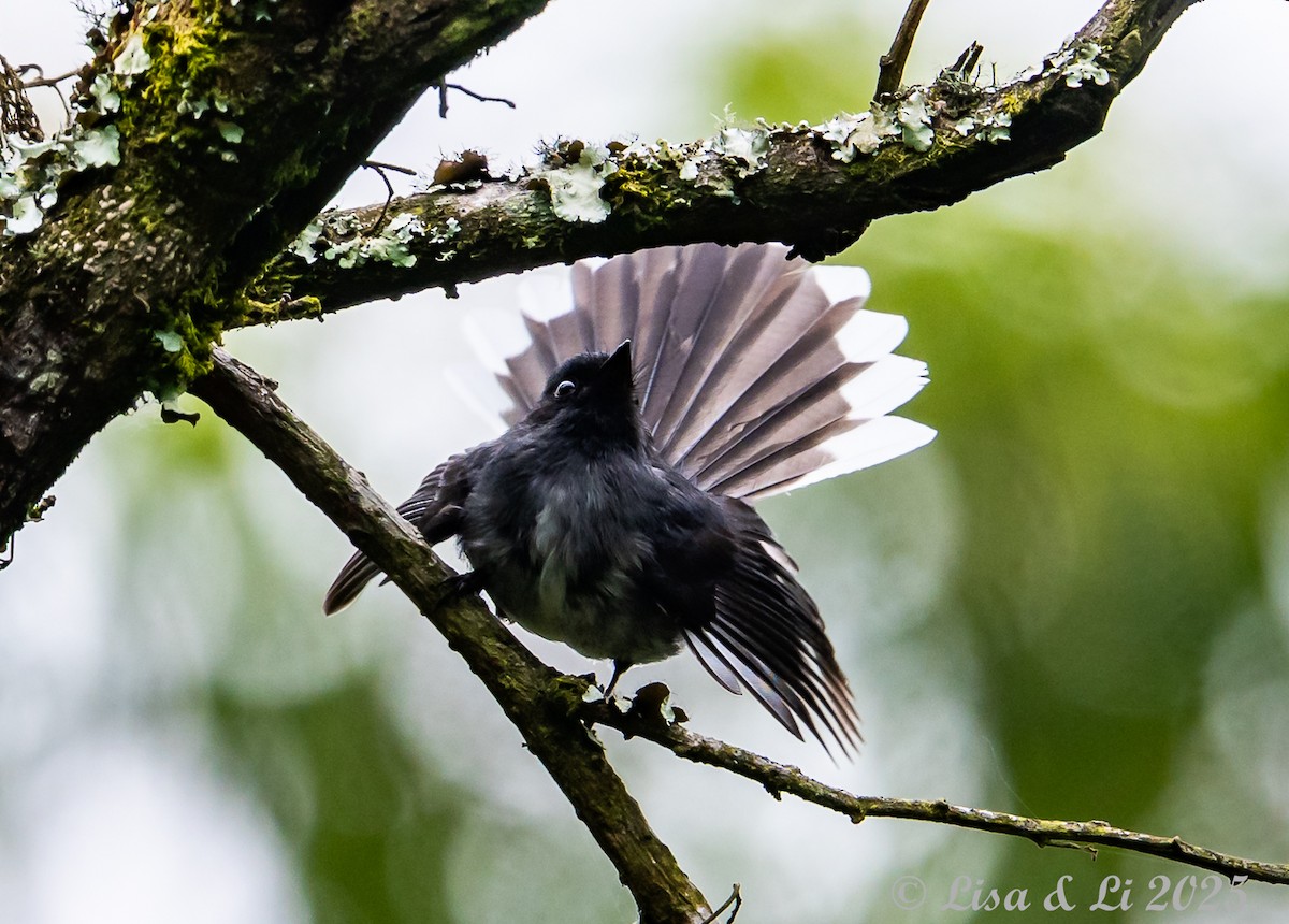 White-tailed Crested Flycatcher - ML640324087