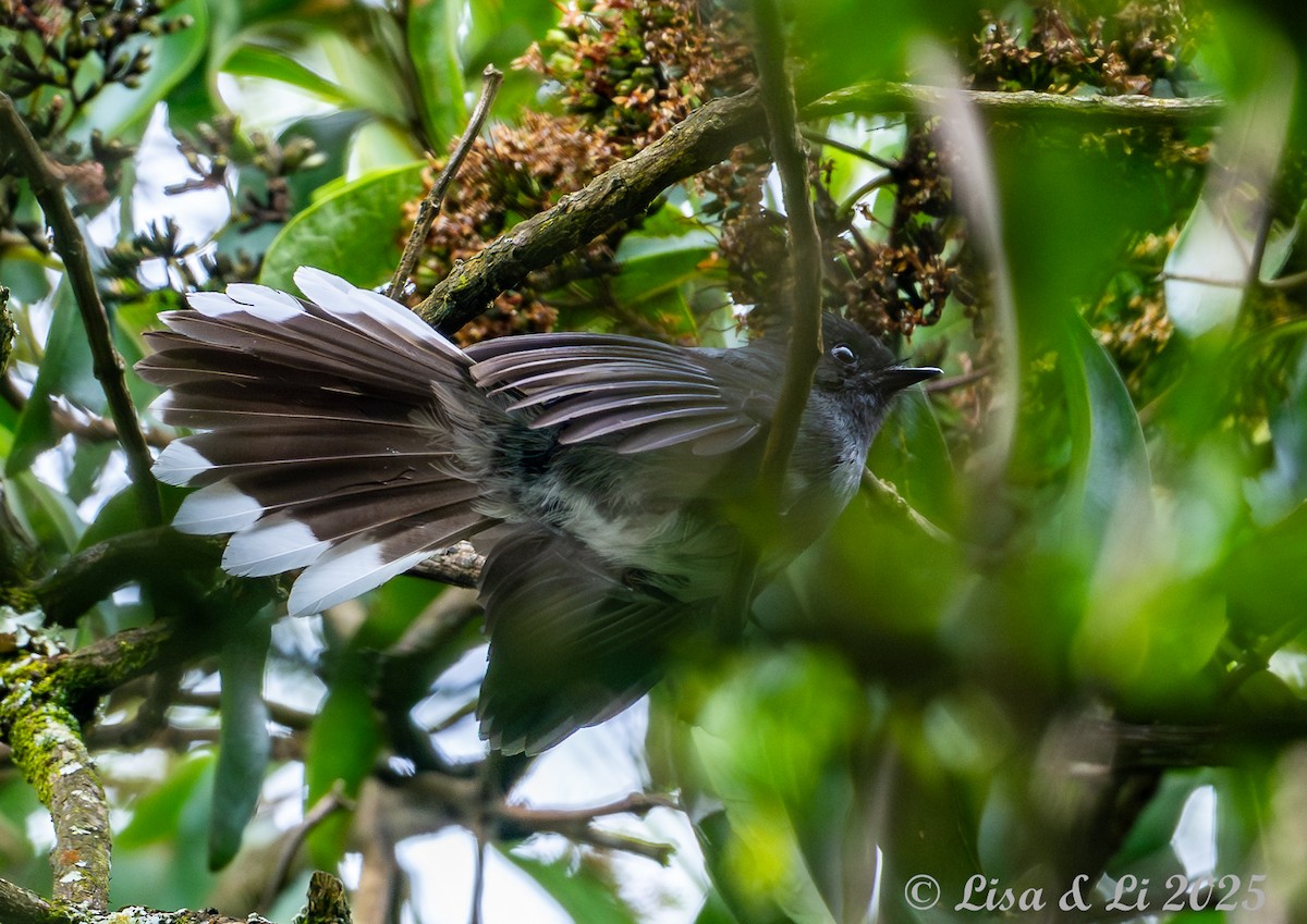 White-tailed Crested Flycatcher - ML640324088