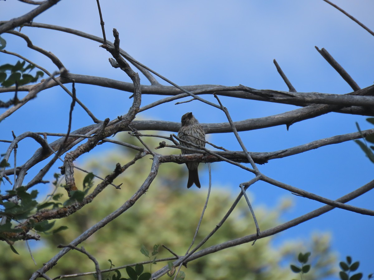 Cassin's Finch - ML640324090