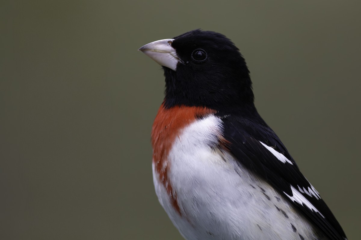 Rose-breasted Grosbeak - ML640324172
