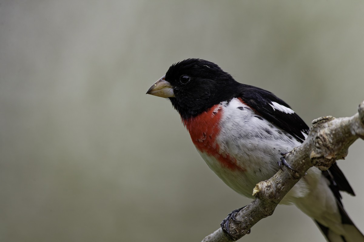 Rose-breasted Grosbeak - ML640324173