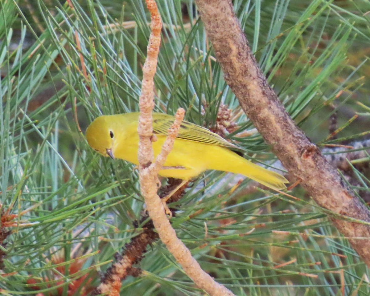 Goldwaldsänger - ML640324179