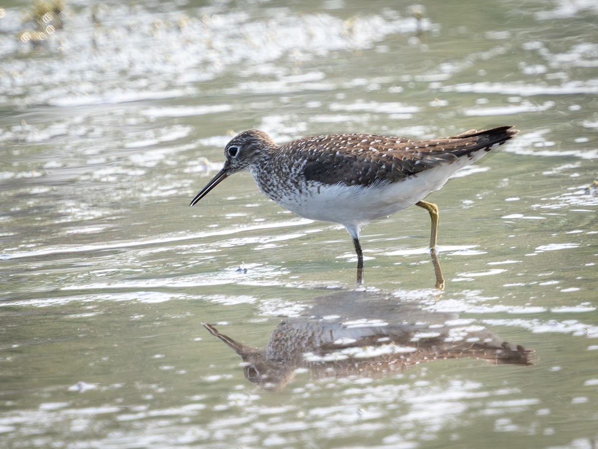 Solitary Sandpiper - ML640324184